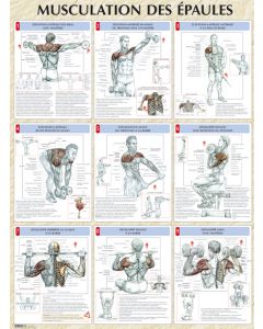 Poster : Musculation des épaules